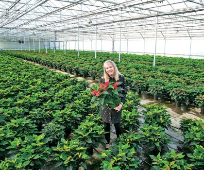 Celebrating the poinsettia at Uncle John's Home & Garden