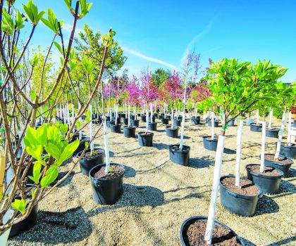 The greenhouses are fully stocked at Candyapple Nursery and Landscaping offering virtually everything needed to craft the perfect outdoor oasis for your home