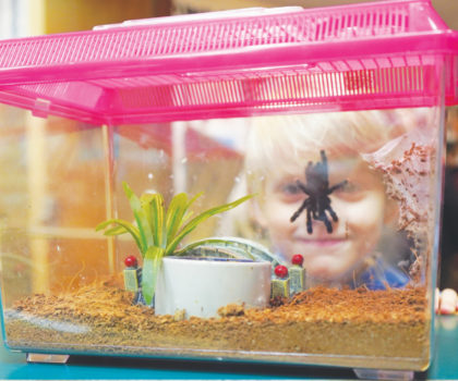 Bug Day Boy Looking At Tarantula Roger Lokar