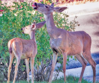 Here’s how En Garde Deer Defense can help you stop the damage from deer and send them back into their natural habitats