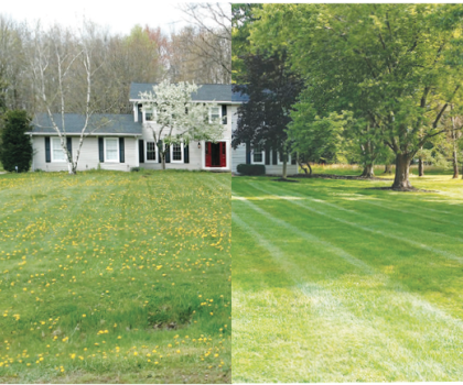 Defeating dandelions and crabgrass