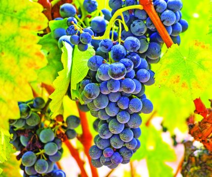 Nowg Sept Grenache Grape