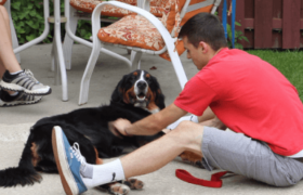 Dog Gone Man 1