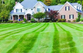 Ever Green Turf Solutions Yard