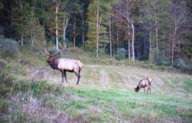 Medix Run Lodges Elk